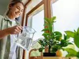 Dossiers: Comment planter et entretenir un citronnier à la maison (et même dans un appartement !)