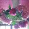 Eve_3131